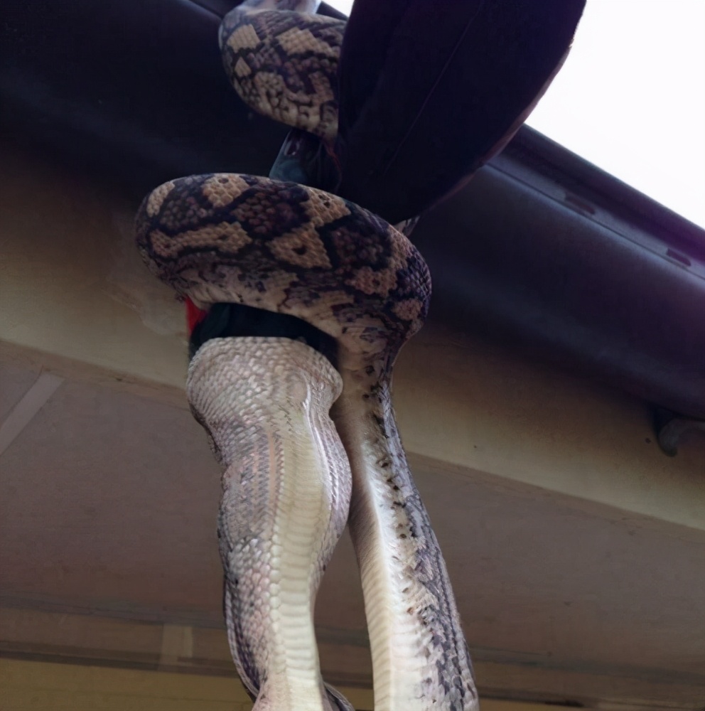 贵州出现大量的蛇进入家里,3米长大蛇出没吓坏村民