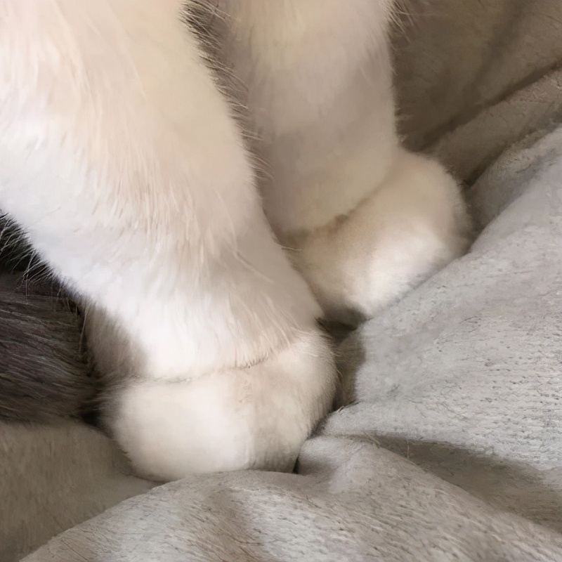 猫咪被脚臭到的视频,哪个品种的猫咪脾气最臭