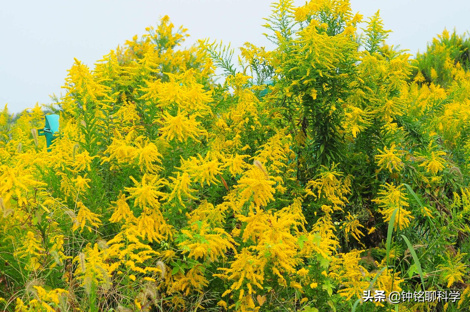 加拿大一枝黄花入侵浙江多地,加拿大一枝黄花有没有入侵福建