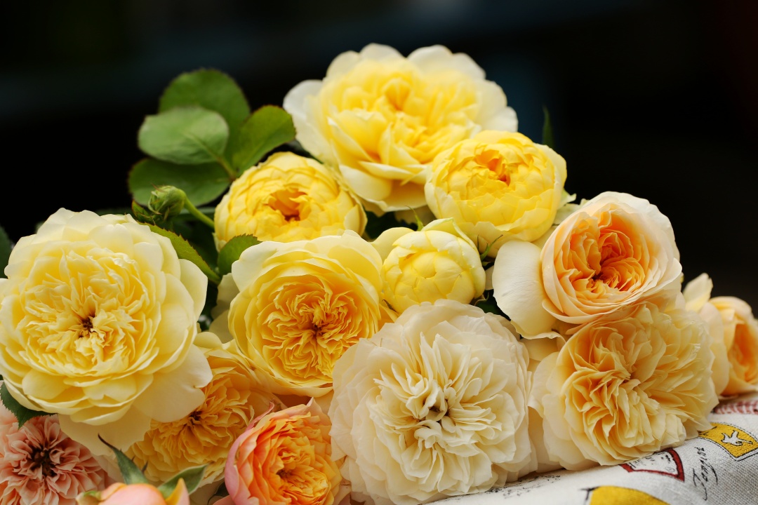 月季花网购指南图片高清版,月季品种查询网