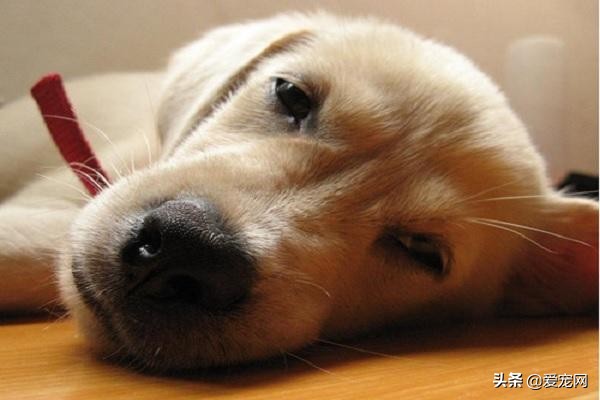 狗狗犬瘟热细小如何预防,狗狗怎么预防犬瘟热