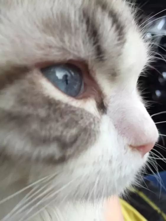 如果猫的眼瞎了怎么治,猫眼睛被眼屎糊住怎么清理