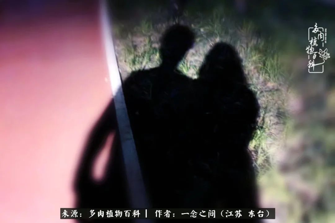 遇见花开蓝莓糖,遇见花开蔬菜沙拉酱