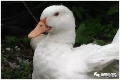 养鸭子要预防哪几种病情,怎么判断鸭病最简单方法