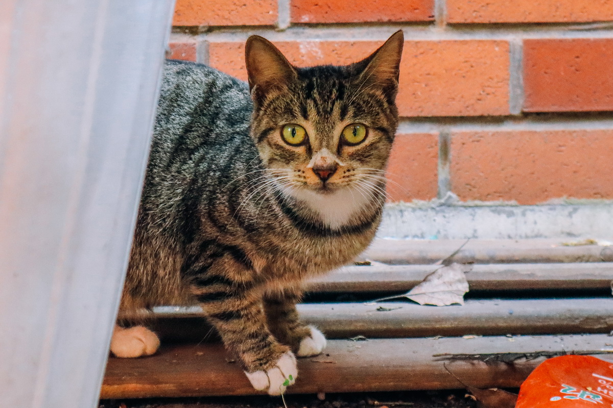 eosm6鐢昏川,eosm6鏍峰紶