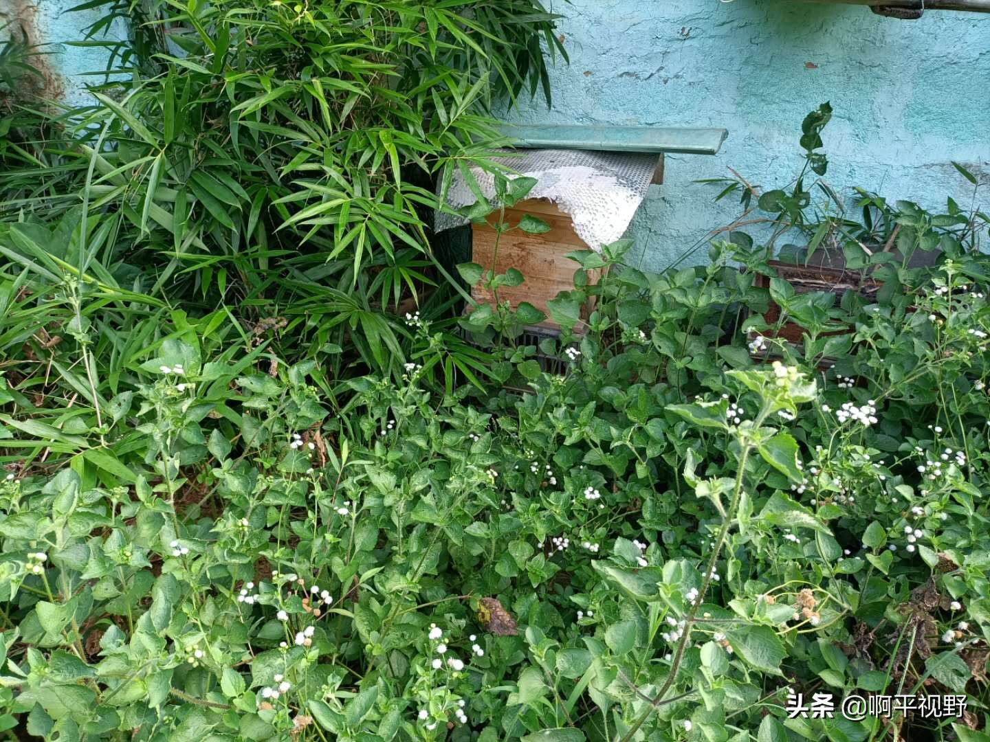 蜜蜂养殖管理与生产大全,2021年蜜蜂秋季养殖问题