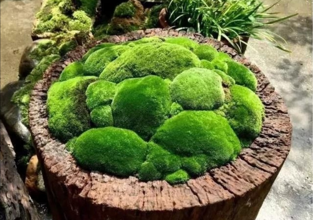 苔藓文竹制作微盆景图,怎么做苔藓小盆景