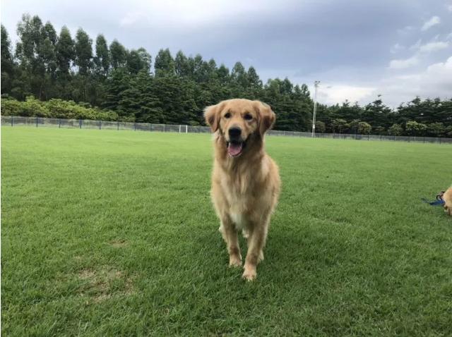 可以去玩的宠物乐园,1000平宠物乐园