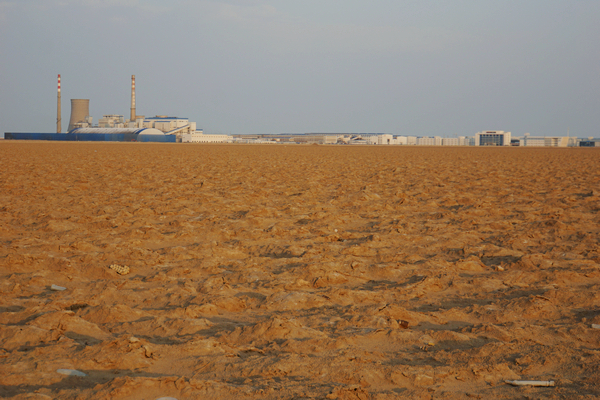 国外野生斑鸠窝图片,最简单斑鸠窝