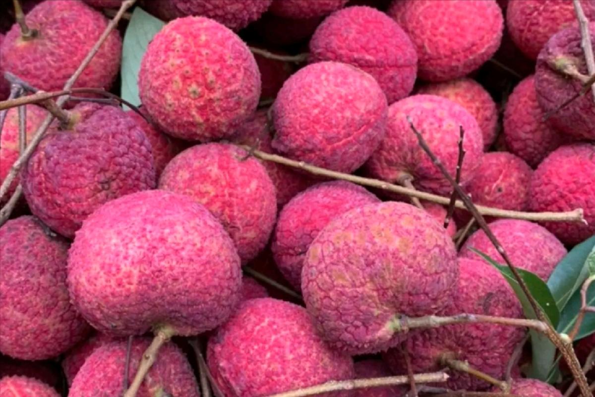 荔枝降价原因,没有核的荔枝多少钱一斤