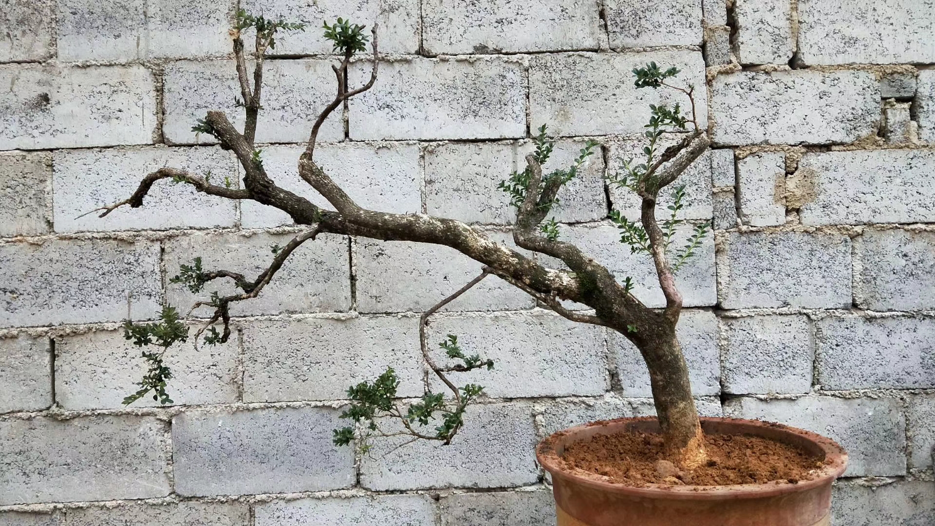 黄杨下山老桩先长根后发芽吗,春天黄杨冒芽时能修剪吗