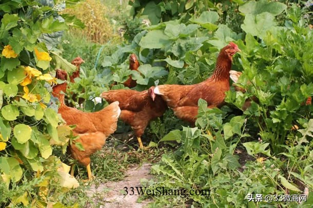 土特产农产品怎么营销,卖土特产如何做朋友圈营销