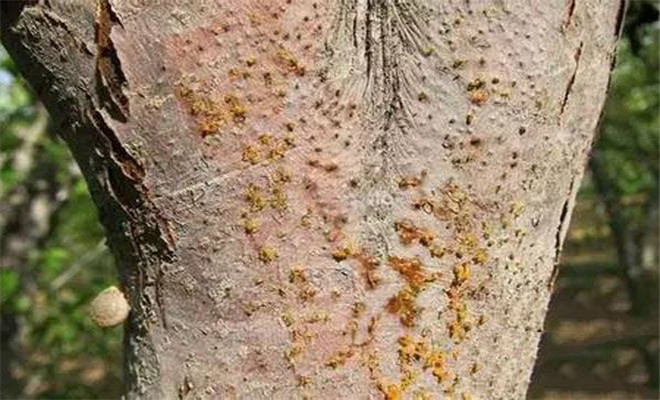 梨树腐烂病最佳防治方法,梨树腐烂病防治视频