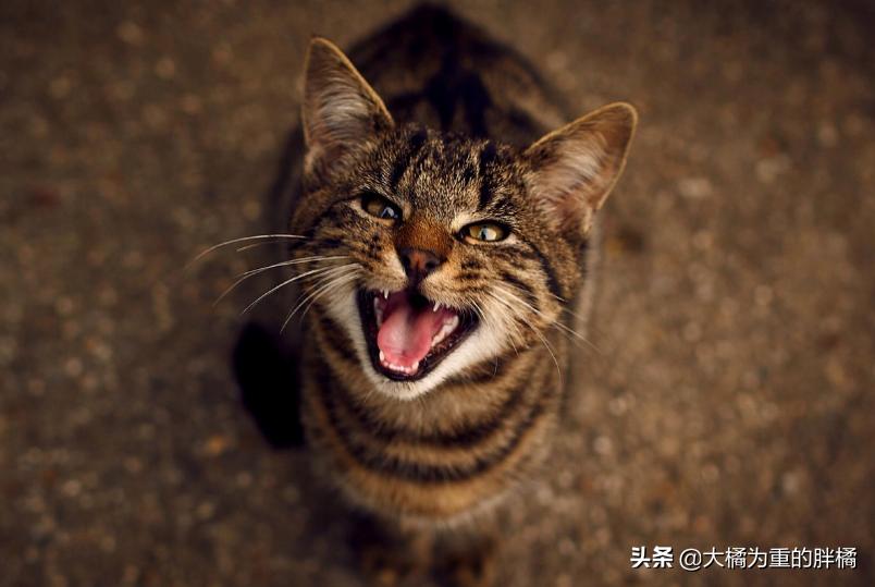 公猫总是叫唤个不停怎么回事,公猫老是叫个不停为什么