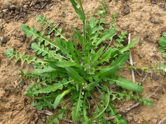 女人经常喝鸡蛋汤养颜补血,鸡蛋和什么一起煮治腰疼