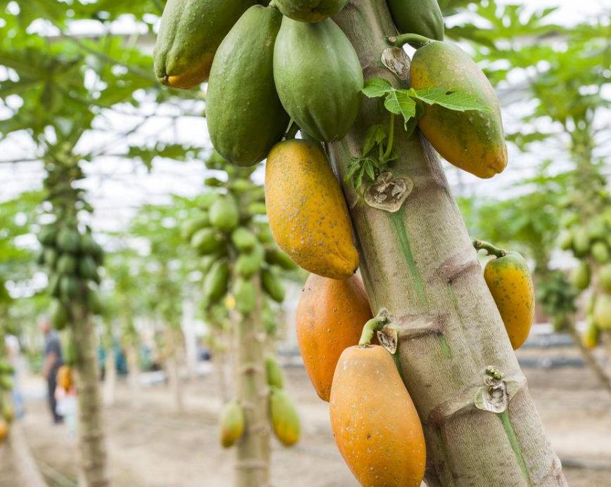 木瓜怎样判断新不新鲜,怎么判断木瓜的好坏