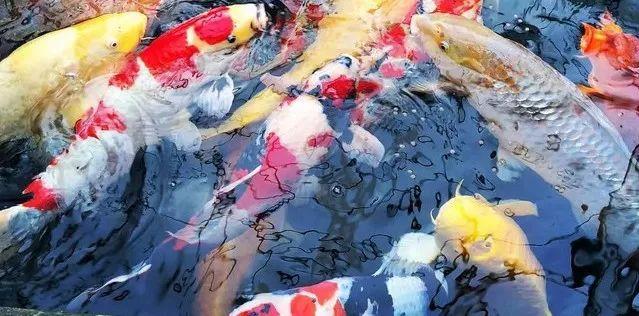 养鱼这么多年，是否还在为流量扬程排气量等困扰？