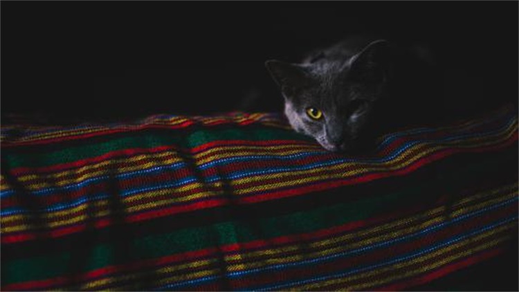 成年猫咪到了新环境乱拉乱尿,猫咪乱撒尿有什么办法