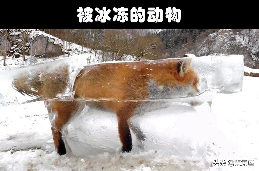 地球上非常罕见的动物现象,地球上十大罕见自然现象