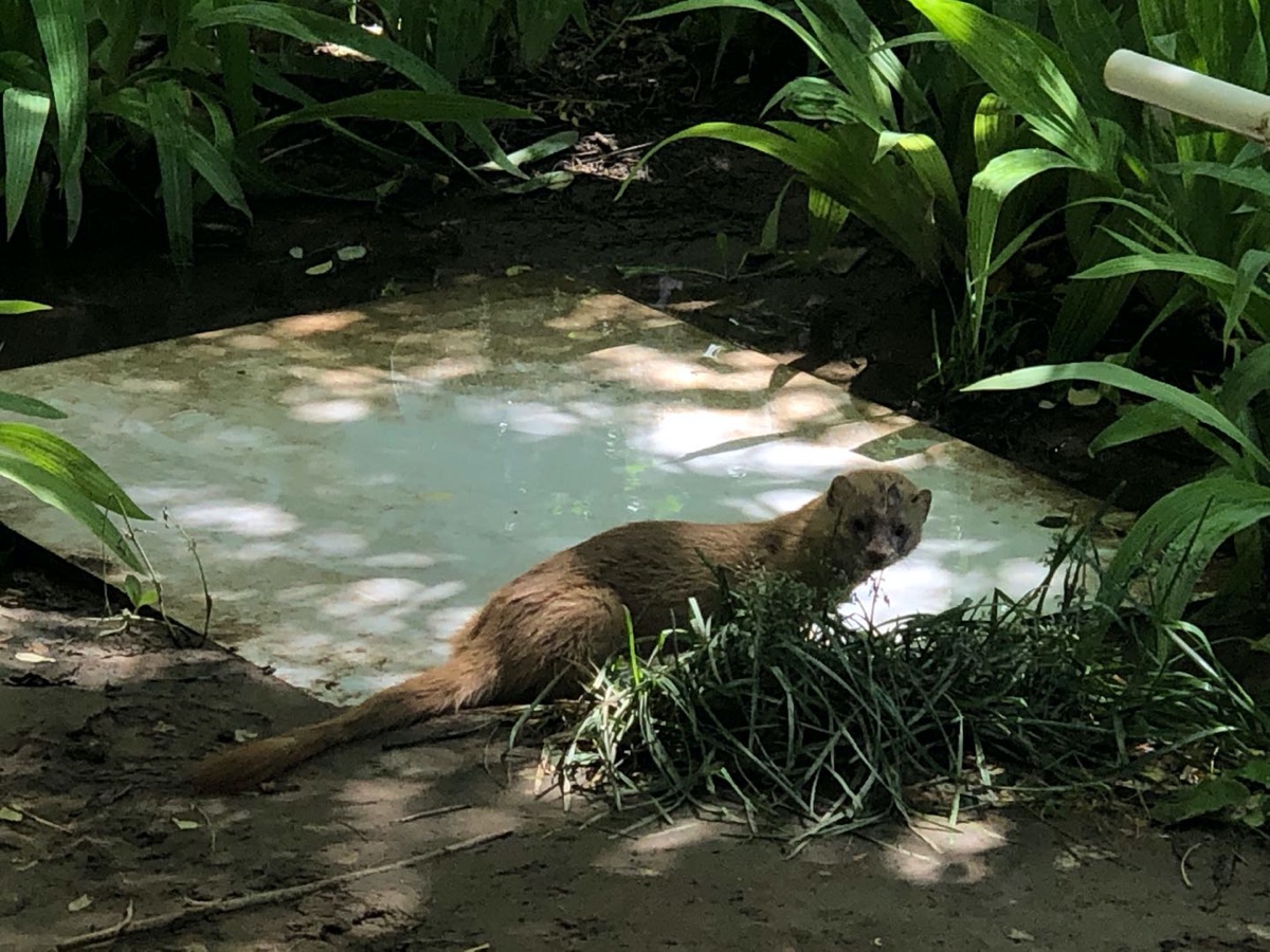 黄鼠狼到院里做客好吗,黄鼠狼主动上门后刺猬又上门