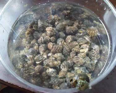 海鲜大全,最全海鲜冷知识