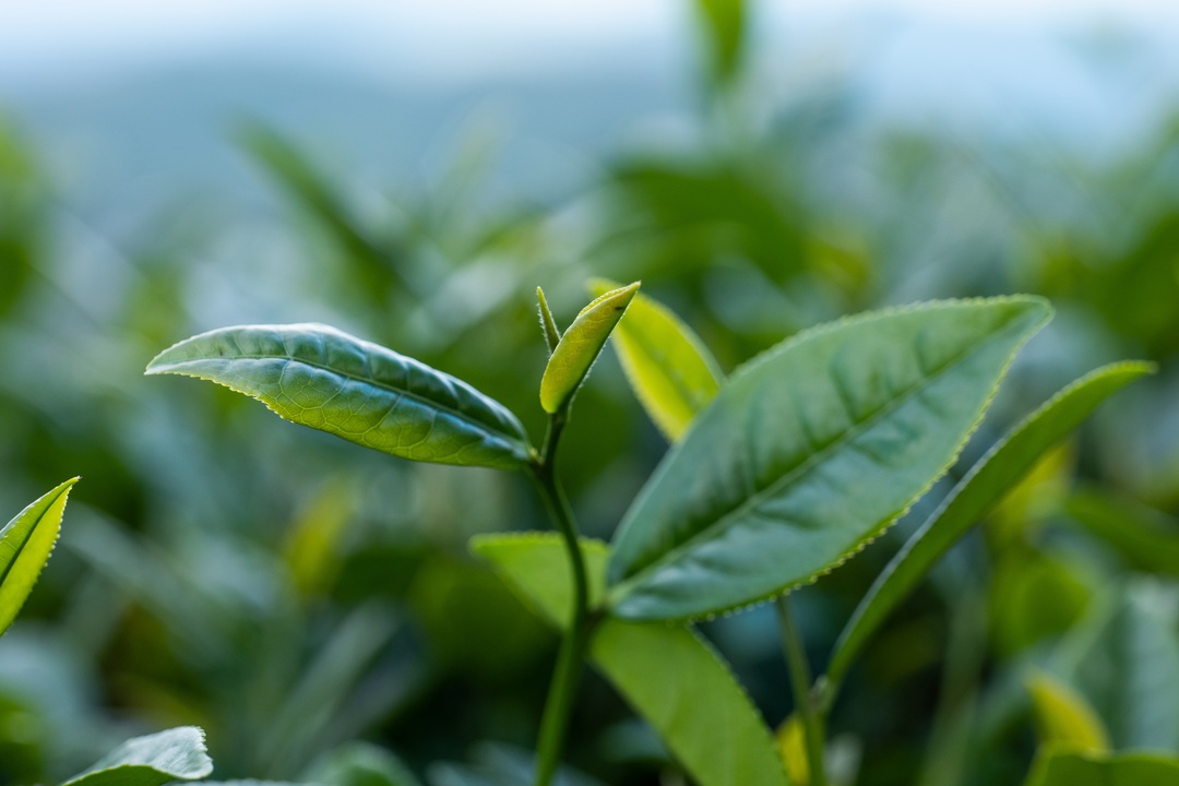南靖景区有哪些好玩的,南靖风景好的地方推荐