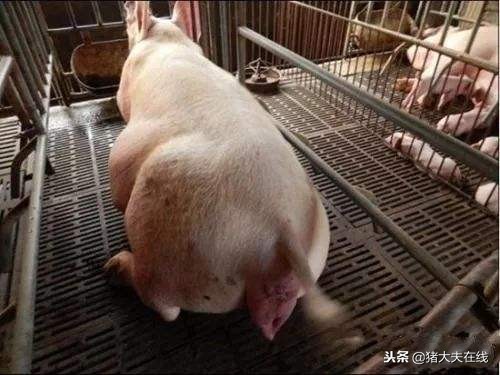 5种最实用的母猪难产解决方法！