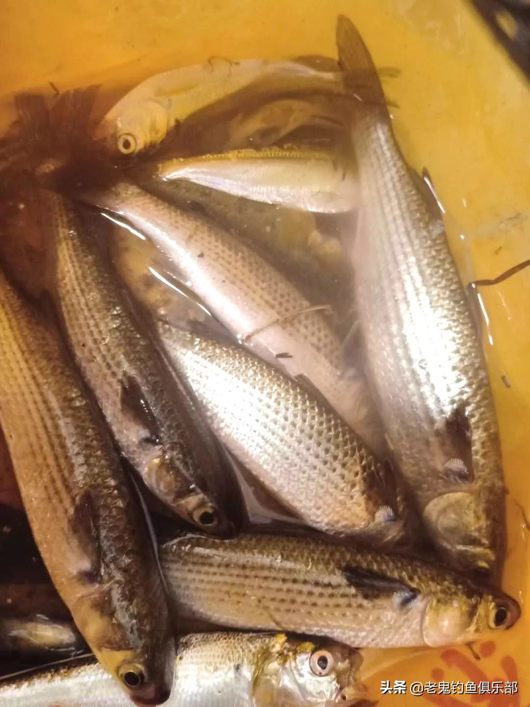 国庆节海边度假，单开九一八连钓两个半天