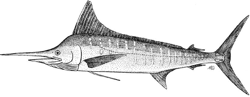 剑鱼vs旗鱼vs金枪鱼谁速度快,游得最快的海洋动物旗鱼