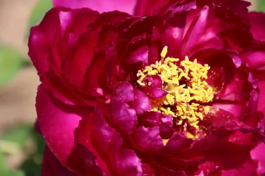 陆游春节的诗,陆游写的关于成都的诗