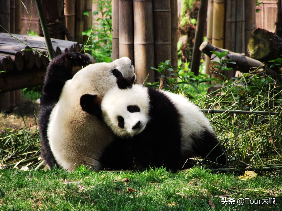 成都天府二街美食,成都天府夜间美食攻略