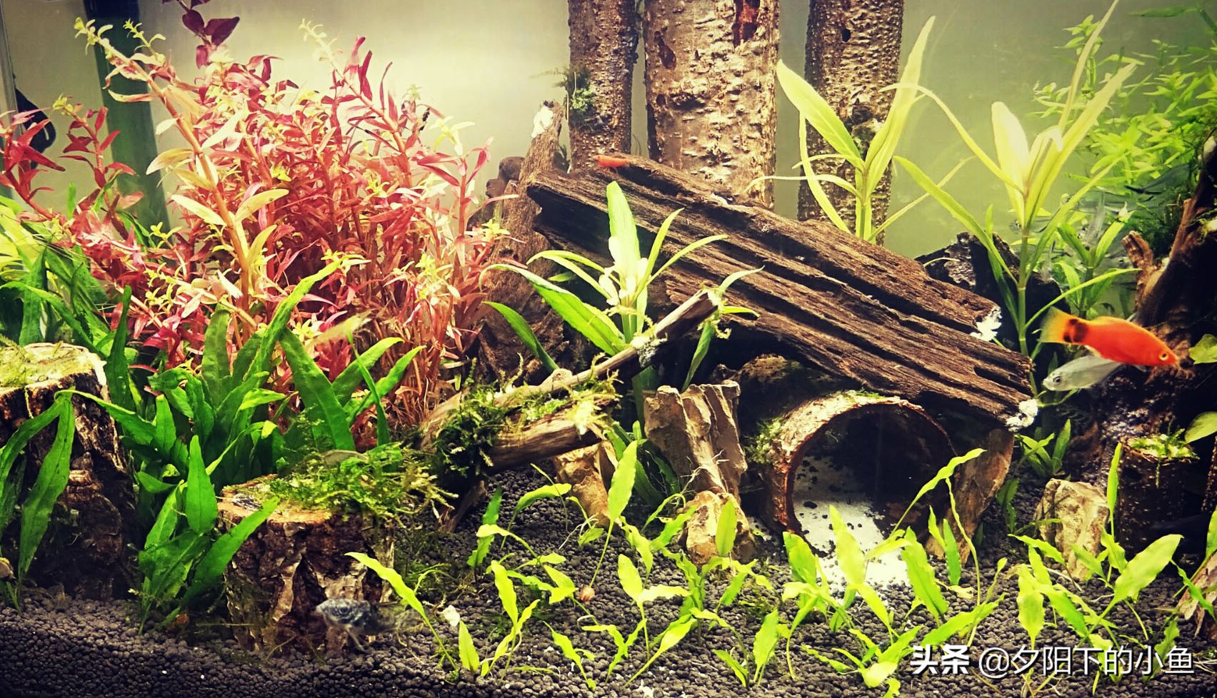 水草缸硝化细菌最佳方案,水草缸硝化细菌什么时候加入最好