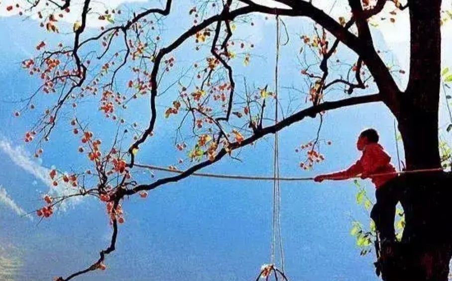 大雪天的柿子,大雪天的富平柿子树