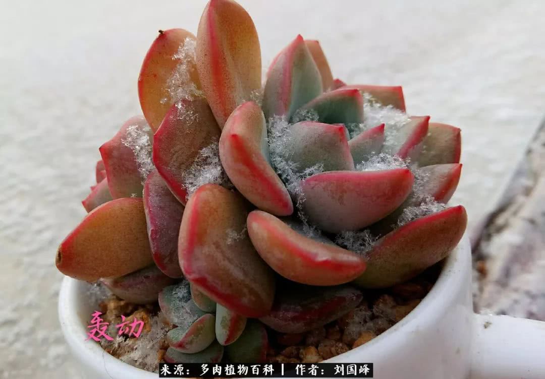 七百元打造的多肉王国，你还缺什么？