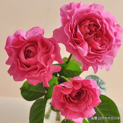 月季常见4种病,月季黑杆病怎么处理