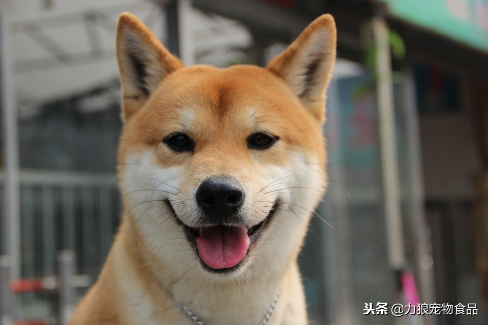 狗狗被蜱虫咬后为什么腿抖,狗狗出现了趴蹄怎么办