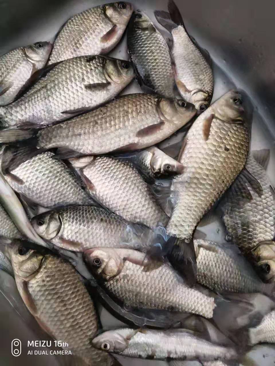 夏季小鲫鱼太多如何钓大板鲫,冬天野钓大板鲫的最佳方法