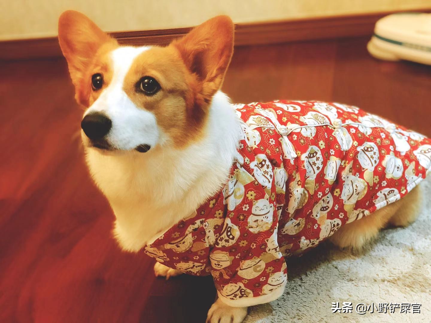 适合夏天穿的狗狗衣服帅气的,狗狗夏天穿什么衣服好看