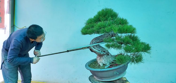 金奖精品黑松盆景 (日本国风展黑松盆景高清图)