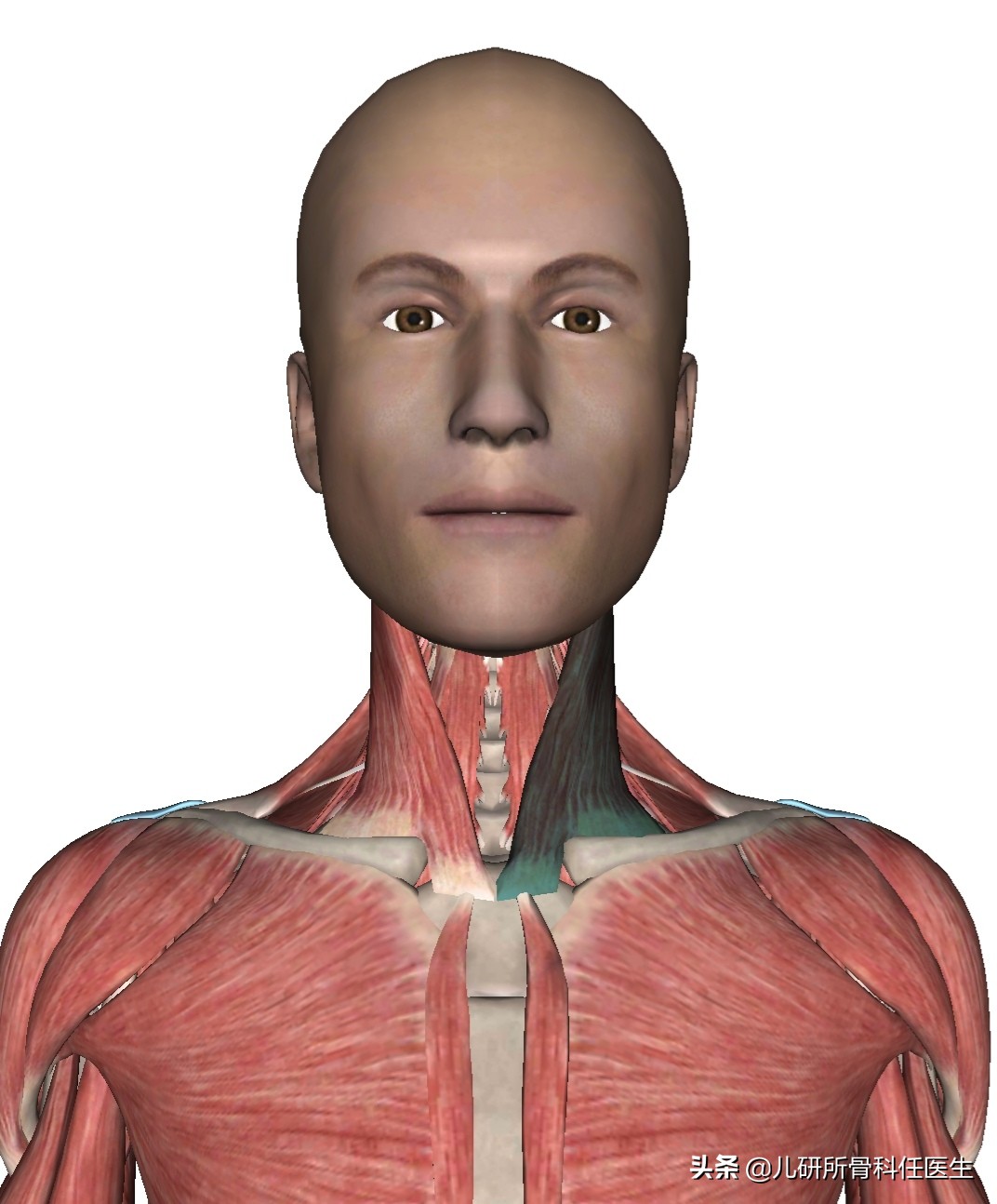 宝宝斜颈的康复治疗及训练方法,6个月宝宝肌性斜颈怎么办