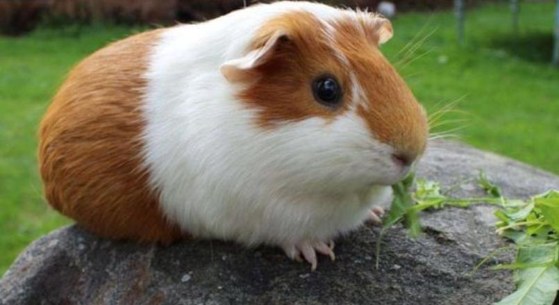 宇航员怎么在太空上方便,航天员在太空里要如何洗澡