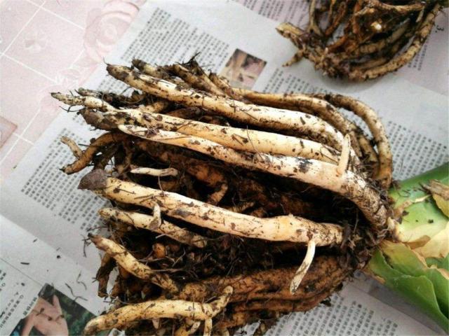 养花根太细是怎么回事,养花烂根是怎么回事