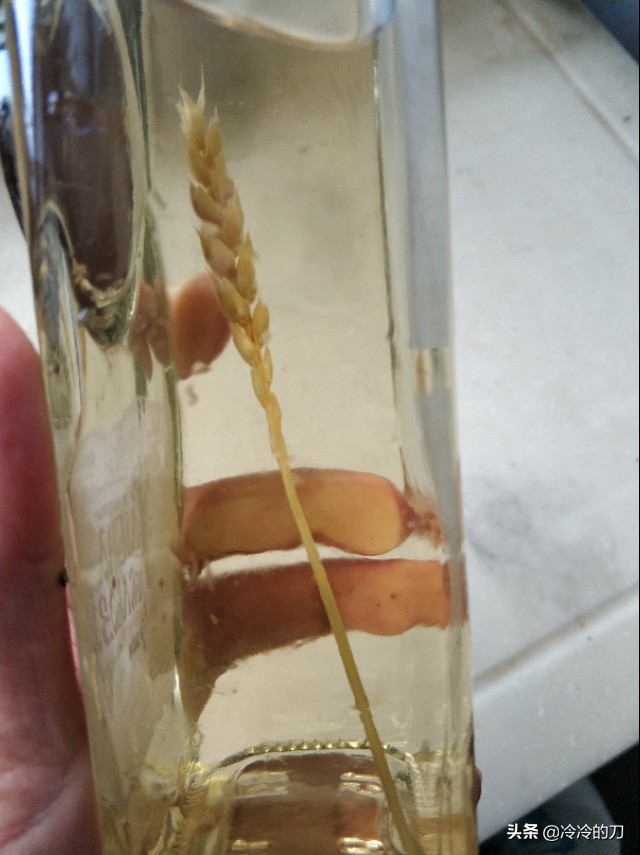 世界十大烈酒之朗姆酒,顶级朗姆酒