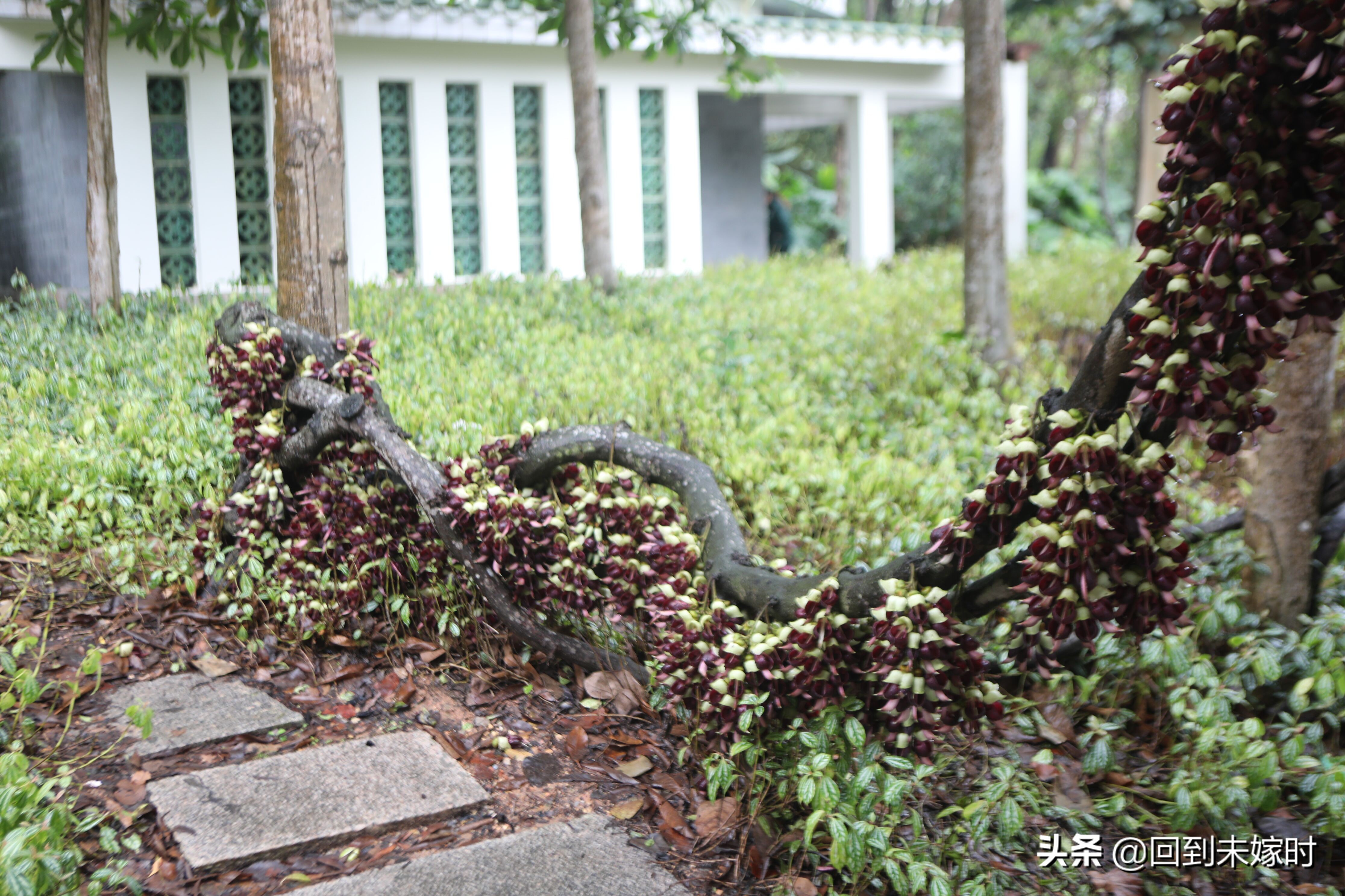 深圳东湖公园禾雀花,深圳东湖公园现在有花吗