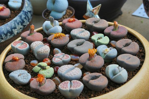 多肉的100个常见品种,10种公认的多肉