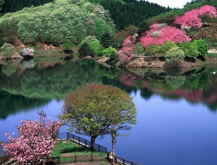 美景欣赏完整版,美景欣赏花朵