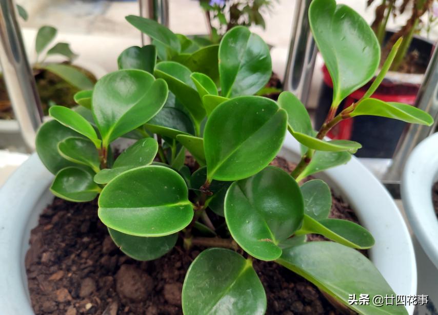 最不怕浇水的5种花,黄叶最好养的4种花