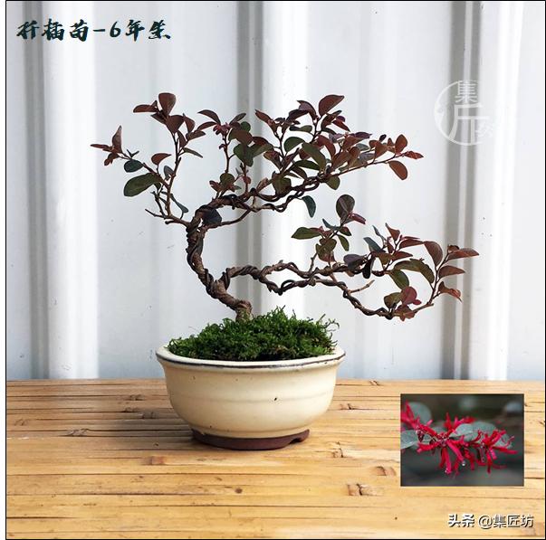 红檵木树干太高如何做盆景,红花檵木盆景用啥树桩嫁接