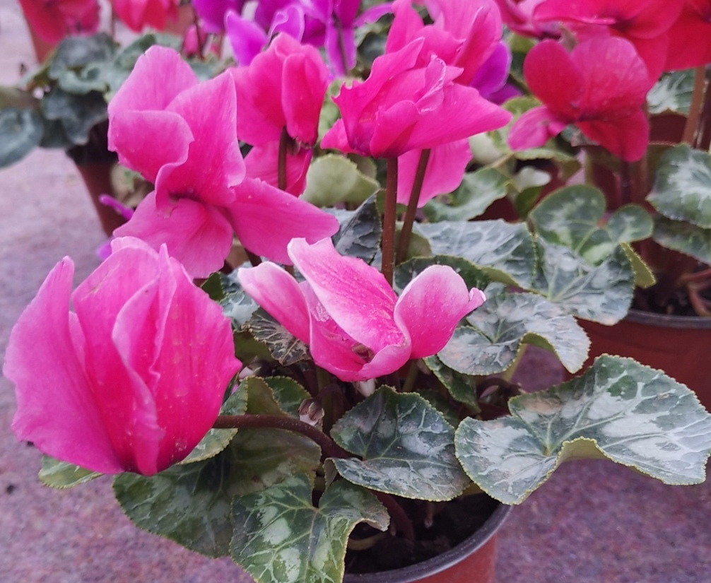 养仙客来怎么浇水,养仙客来时注意这几点轻松养爆盆