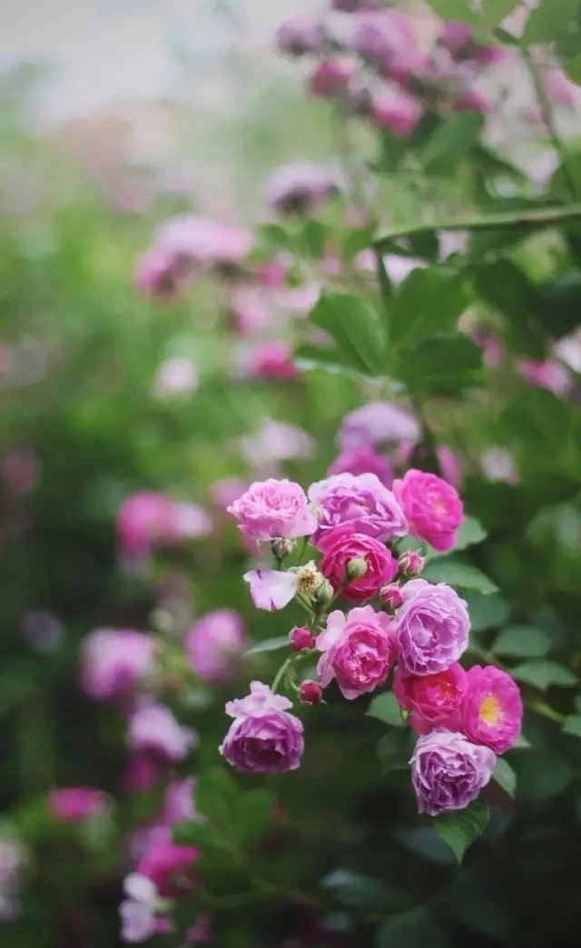 高考近义成语,高考近义词和反义词大全